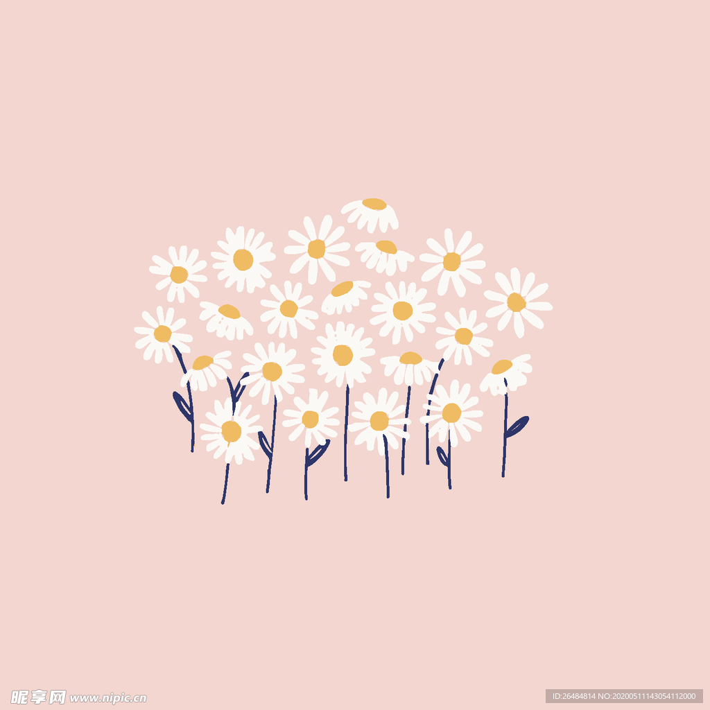 小雏菊