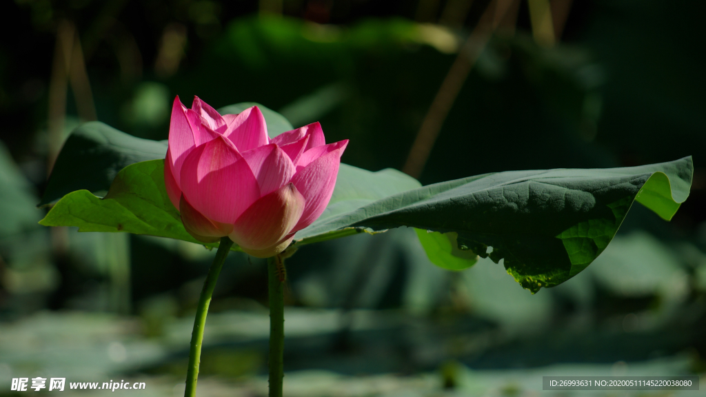 花卉