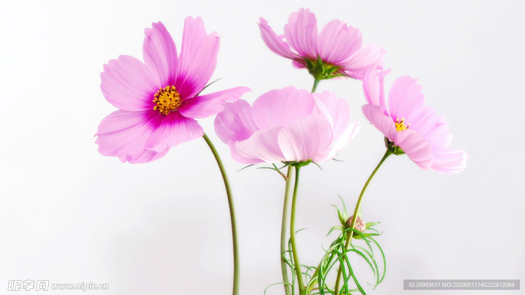 花卉