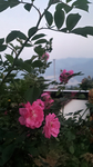月季花