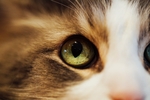 猫眼特写