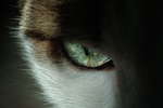猫眼特写