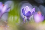 藏红花