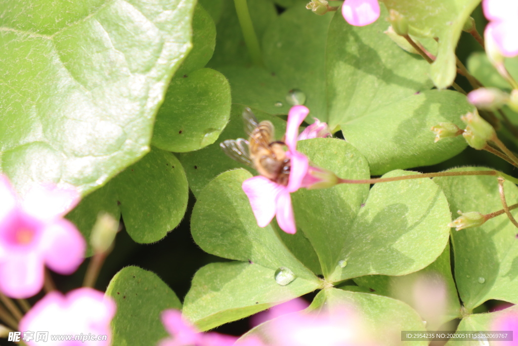 蜜蜂采花