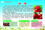 林业科普  杨梅