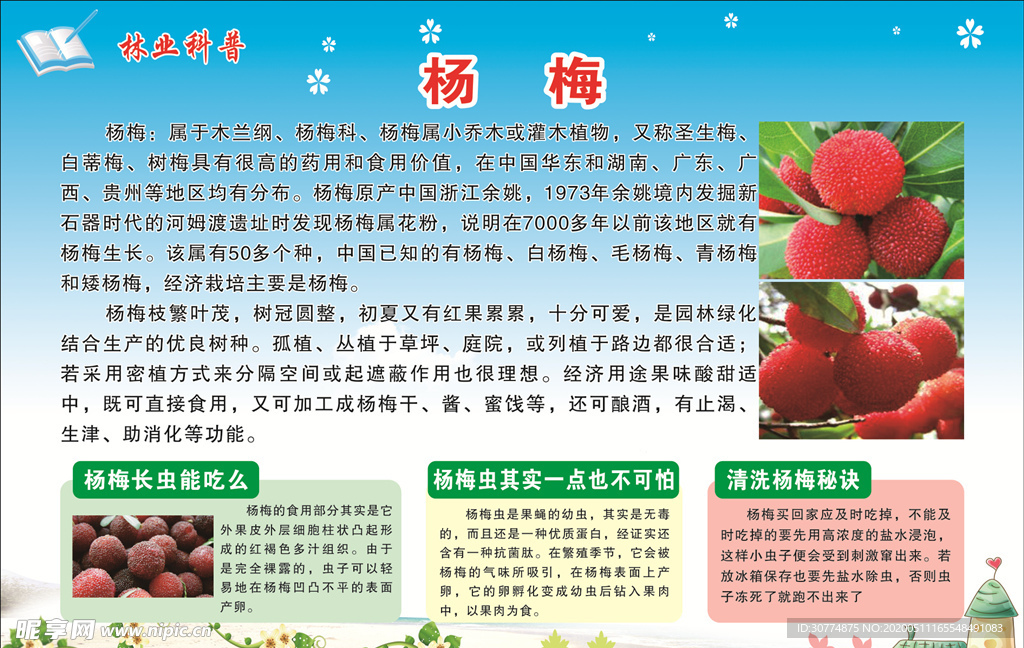 林业科普  杨梅