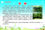 林业科普  闽楠