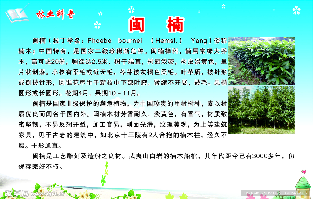 林业科普  闽楠