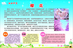 林业科普  樱花