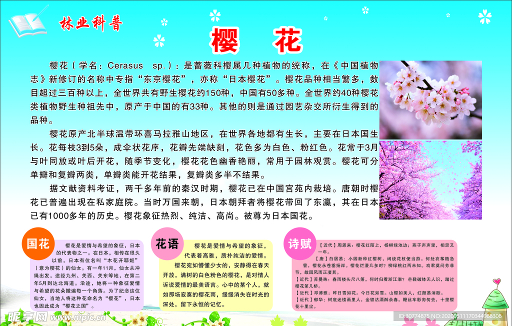 林业科普  樱花