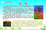 乌桕  林业科普