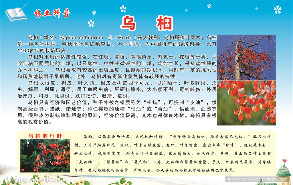 乌桕  林业科普