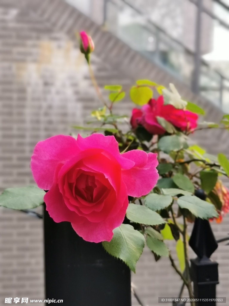 月季花