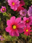 格桑花