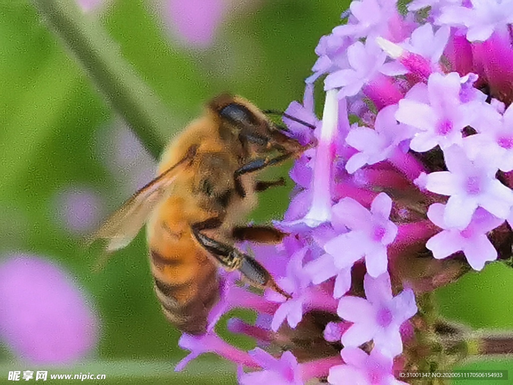 花和蜜蜂