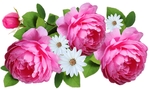 玫瑰与雏菊