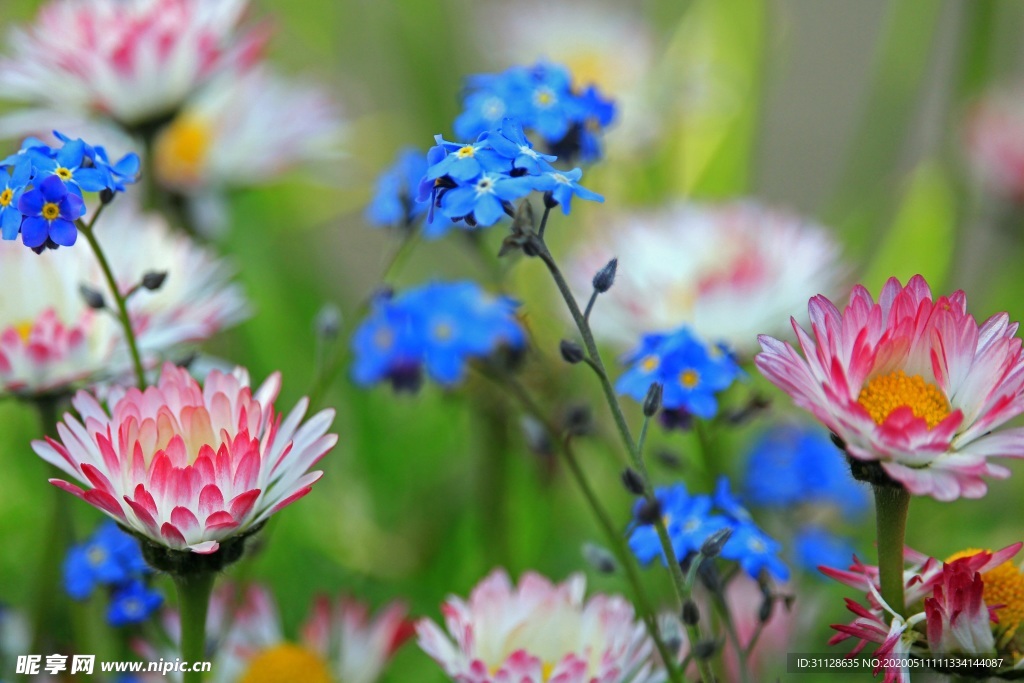 雏菊