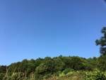 蓝天