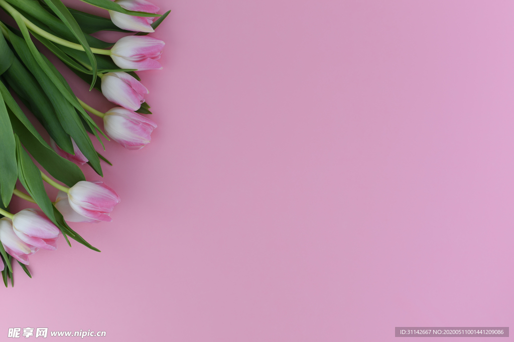 粉色郁金香背景图片