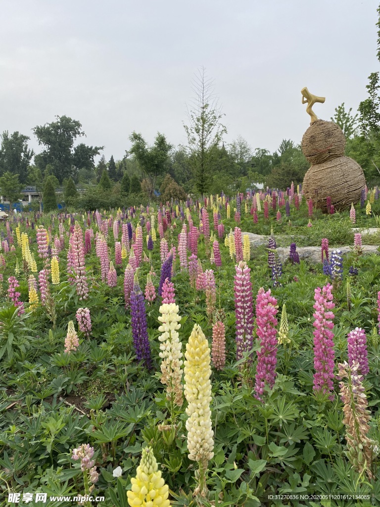 鲁冰花