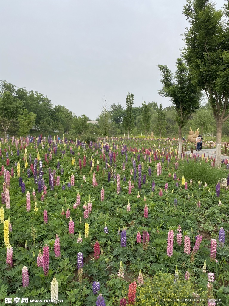 鲁冰花