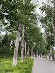 林荫道