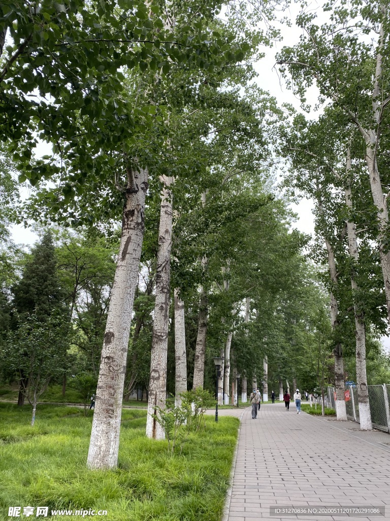 林荫道
