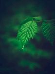 植物