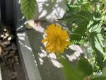 棣棠花