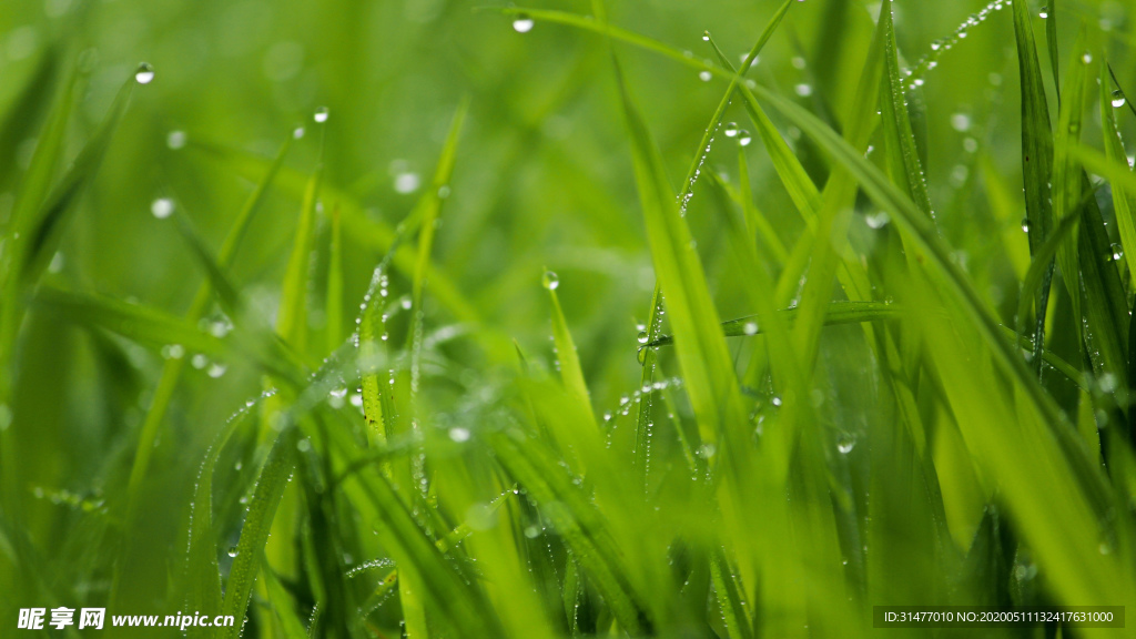 雨滴 绿色植物叶子
