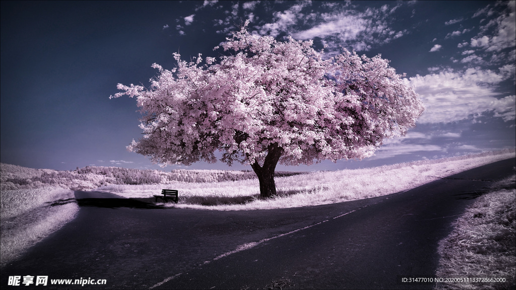 冬季 落花花海美丽公路