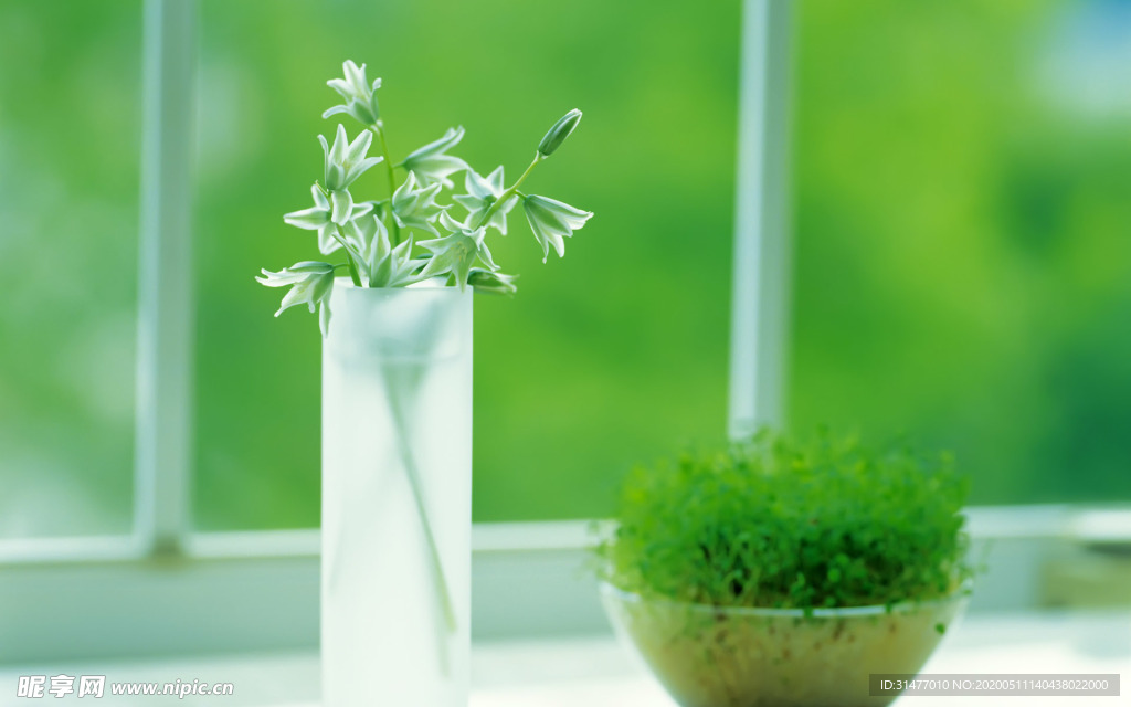 室内绿色植物清新护眼图片