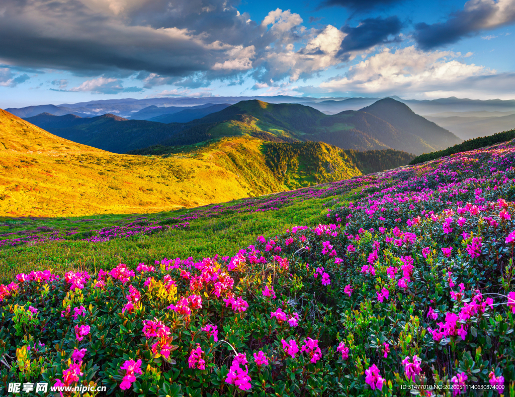 日照花朵草地山脉图片