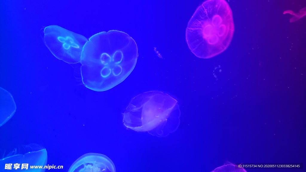 水母