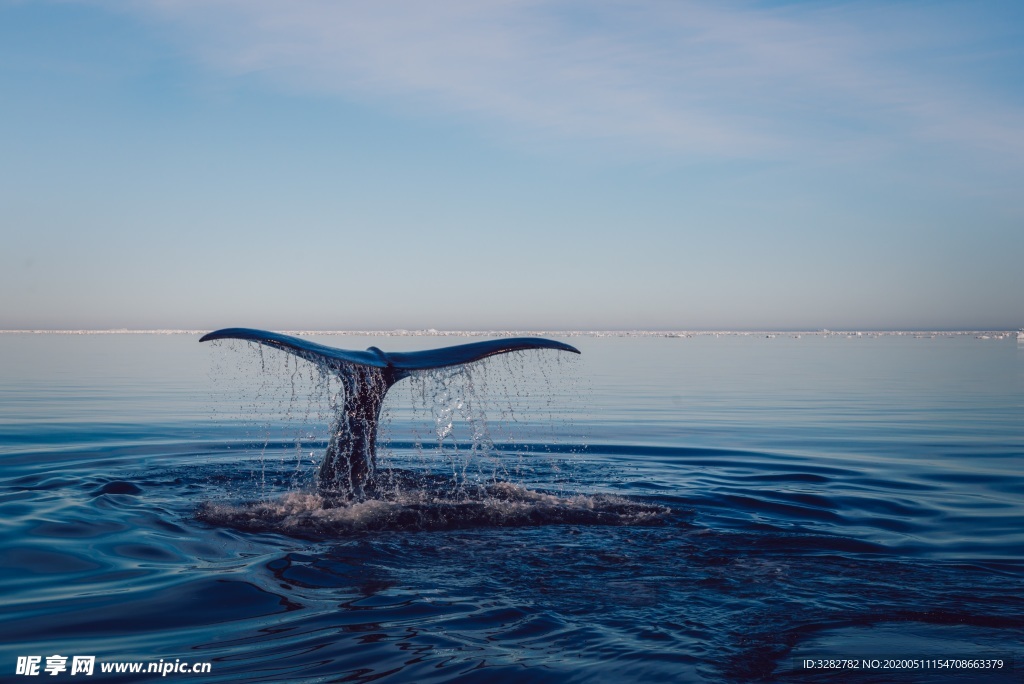 鲸鱼露出海面的尾巴