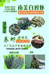 南美白对虾
