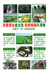 水产 养殖 泥鳅   泥鳅养殖