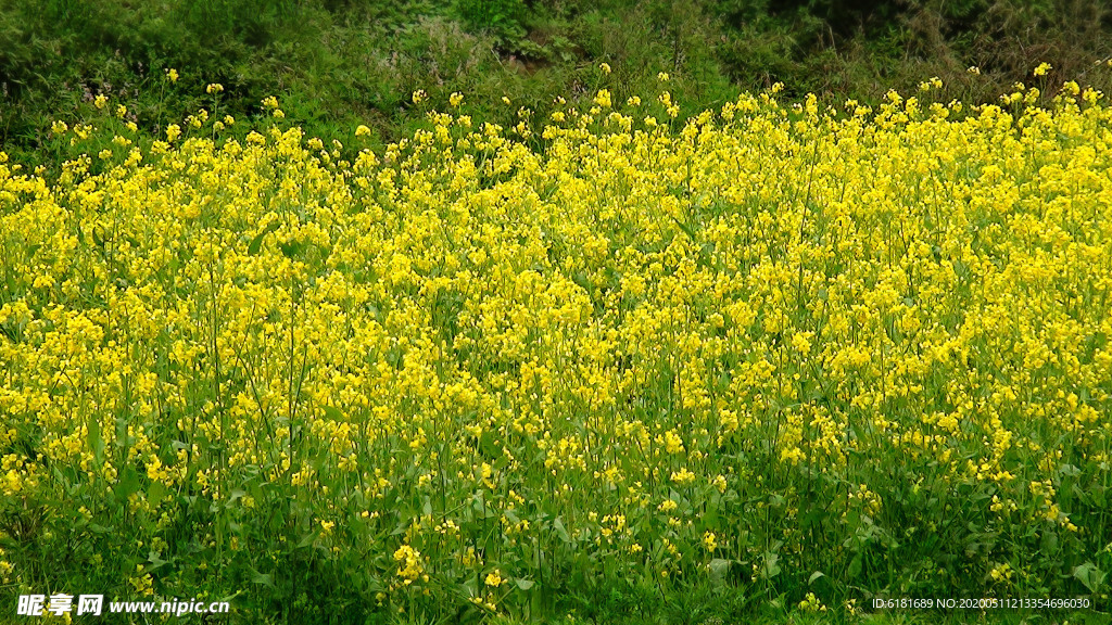 路边油菜花开金灿灿