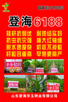 登海6188玉米种海报