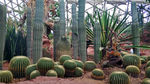 辰山植物园沙生植物馆