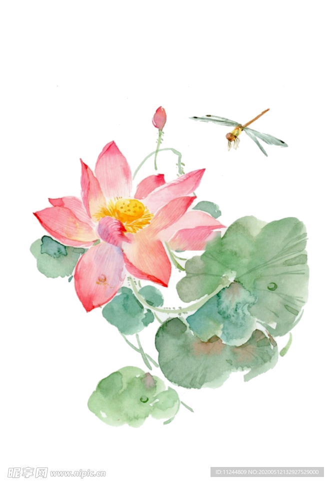 唯美荷花