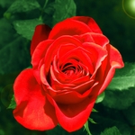 玫瑰花