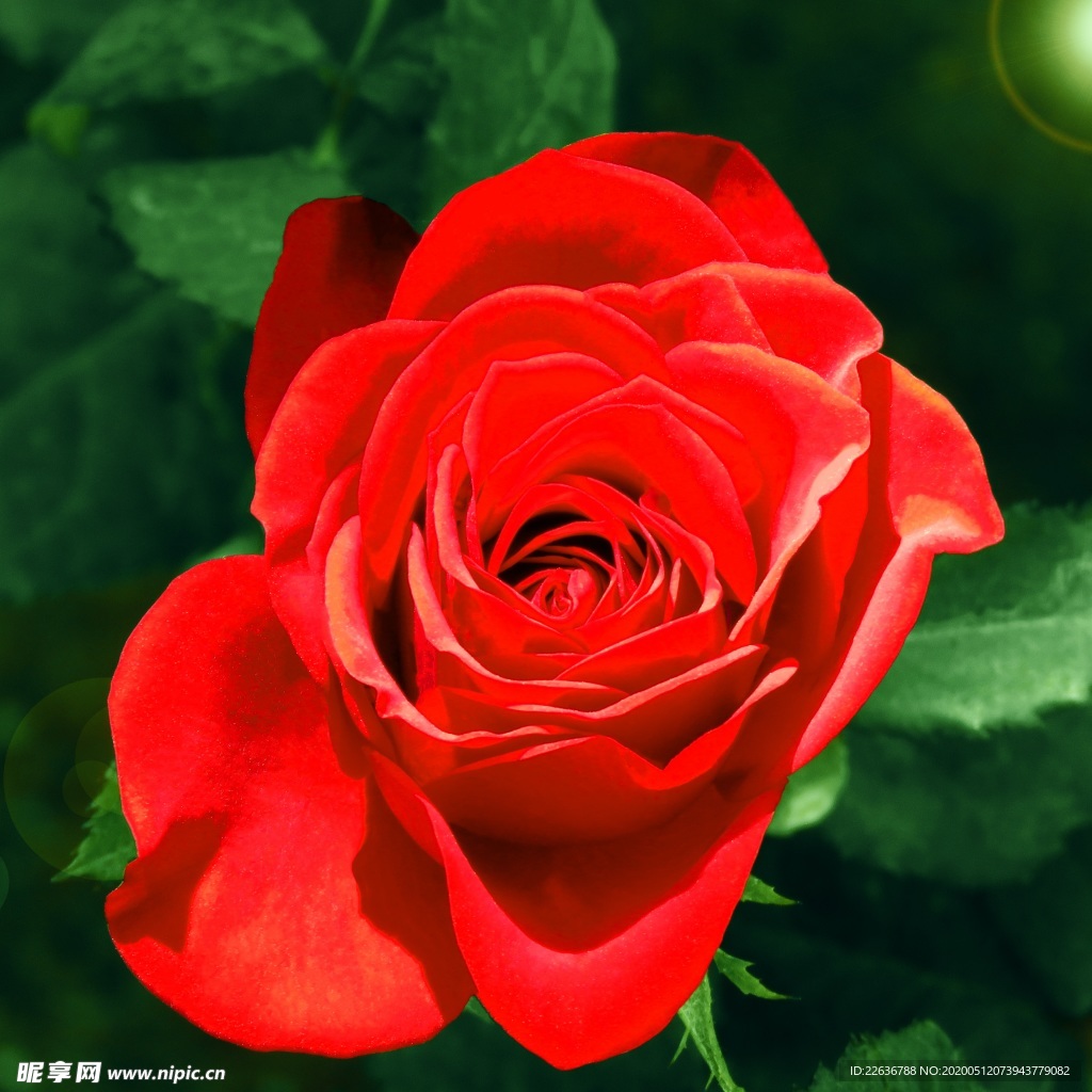 玫瑰花