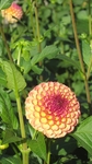 大丽花