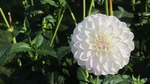 大丽花