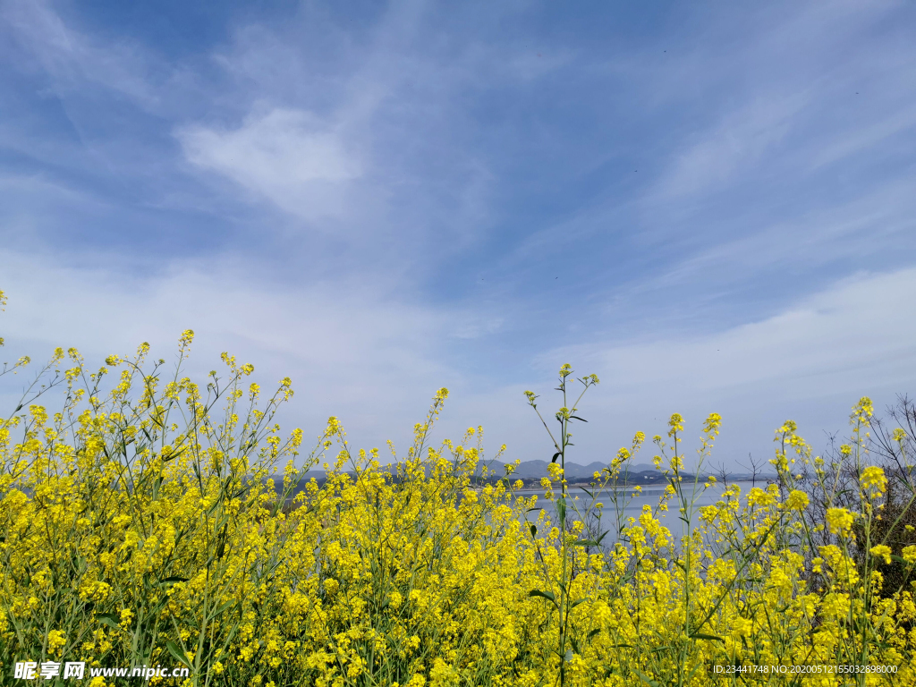 油菜花