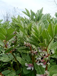 蚕豆花