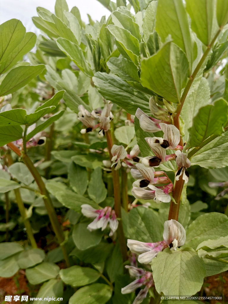 蚕豆花