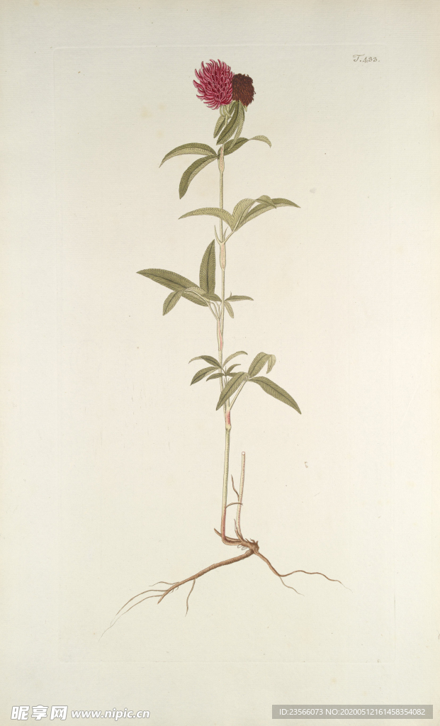 精美绘画草本植物图谱
