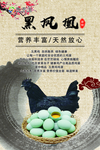 黑凤凰